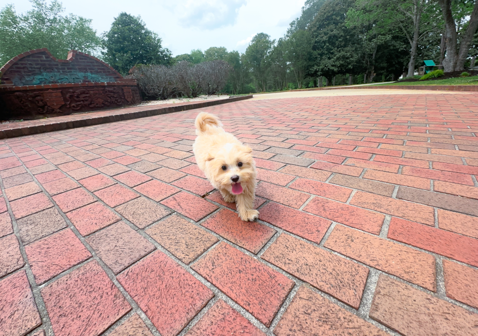 Cute Maltipoo Poodle Mix Pup