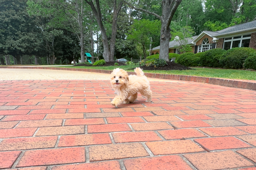 Maltipoo Puppy for Adoption