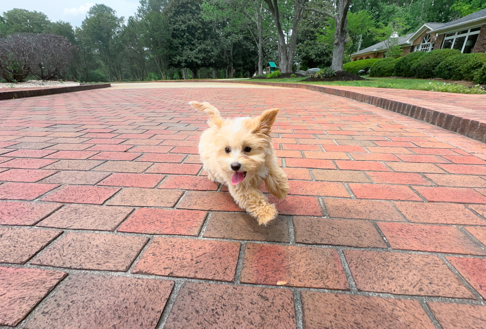 Maltipoo Puppy for Adoption