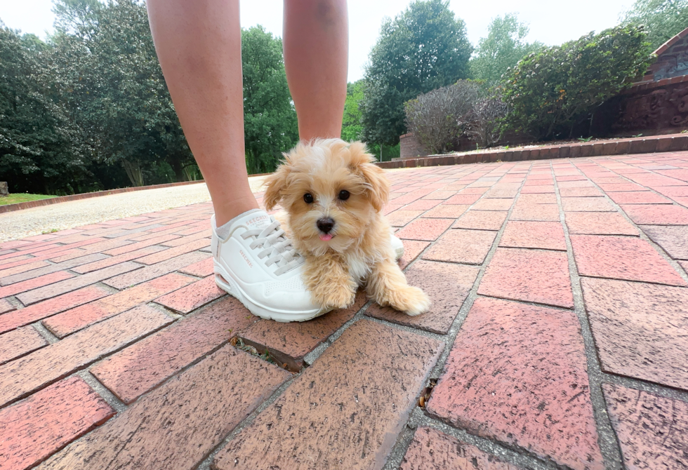 Best Maltipoo Baby