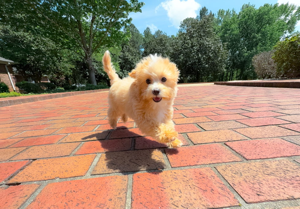 Cute Malt a Poo Poodle Mix Puppy