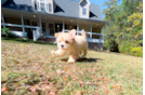 Maltipoo Puppy for Adoption