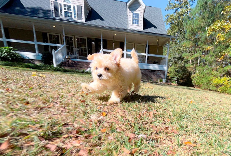 Maltipoo Puppy for Adoption