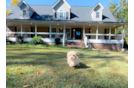 Cute Maltipoo Poodle Mix Pup