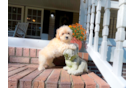 Maltipoo Puppy for Adoption