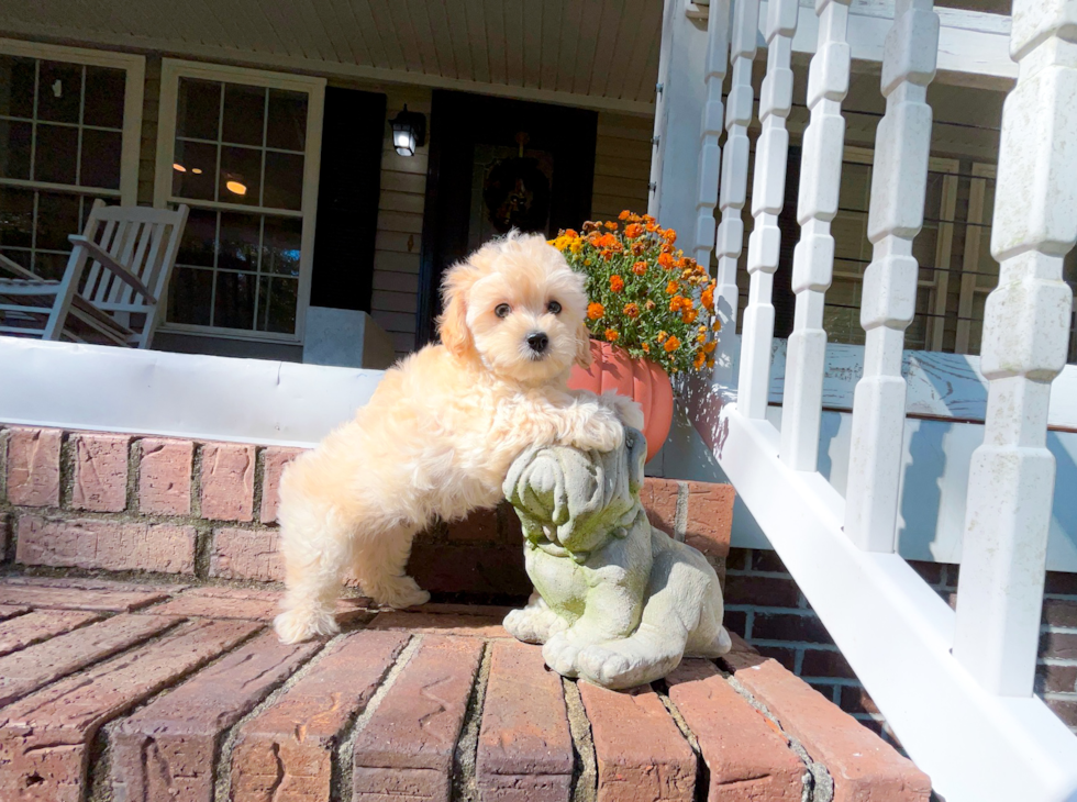 Maltipoo Puppy for Adoption