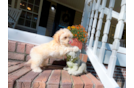 Cute Malt a Poo Poodle Mix Puppy