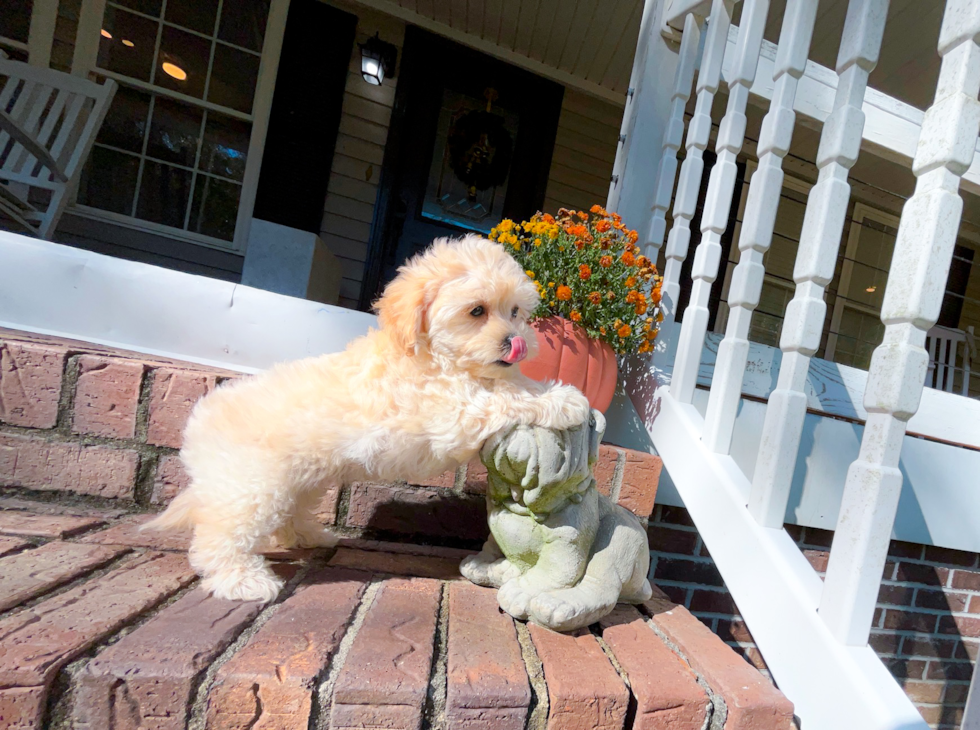 Cute Malt a Poo Poodle Mix Puppy