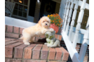 Maltipoo Pup Being Cute