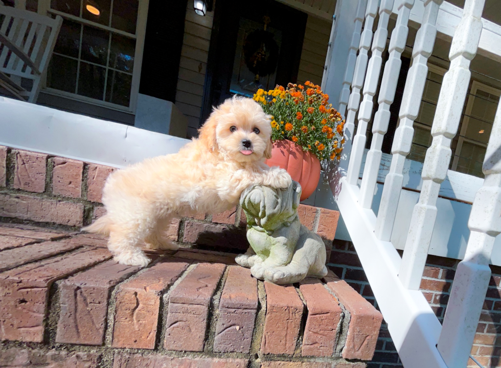 Maltipoo Pup Being Cute