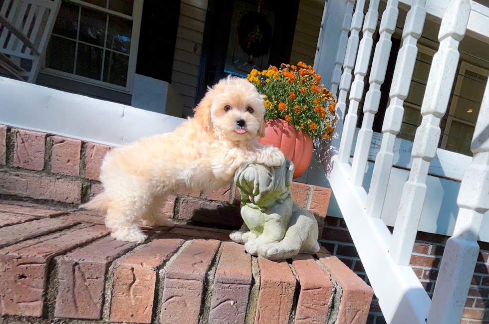 9 week old Maltipoo Puppy For Sale - Simply Southern Pups