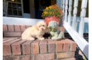 Cute Maltipoo Poodle Mix Pup