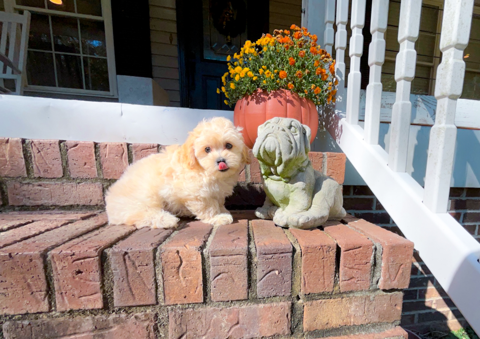 Cute Maltipoo Poodle Mix Pup