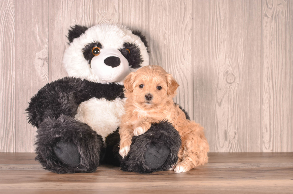 Cute Malt a Poo Poodle Mix Puppy