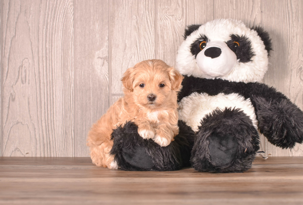 Maltipoo Pup Being Cute