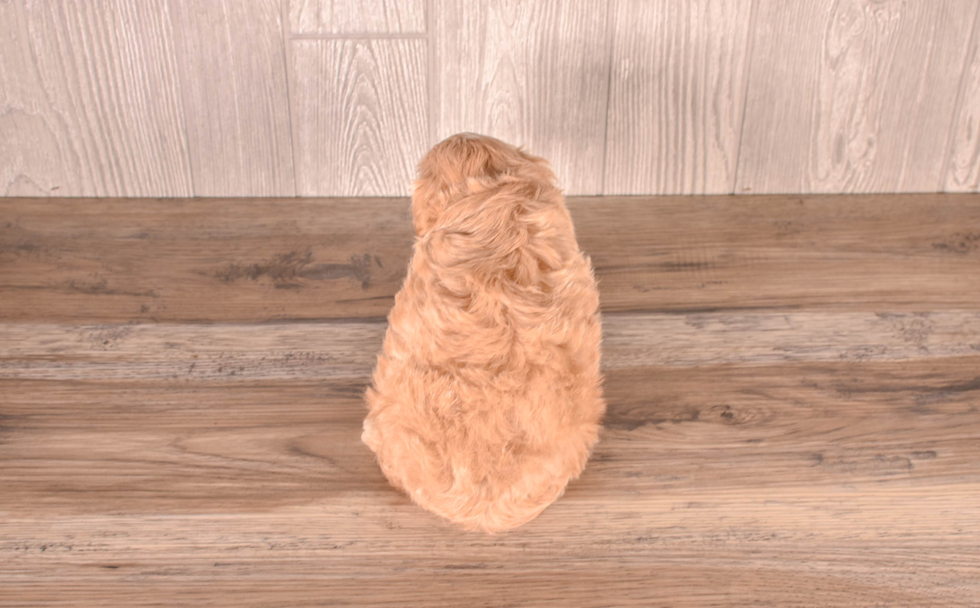 Cute Malt a Poo Poodle Mix Puppy