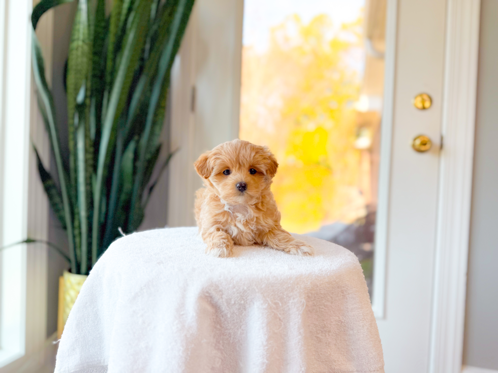 Maltipoo Pup Being Cute