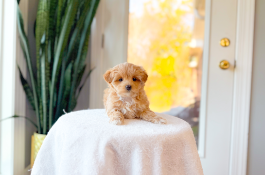 Maltipoo Pup Being Cute