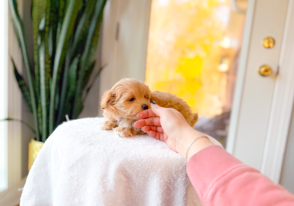 Best Maltipoo Baby