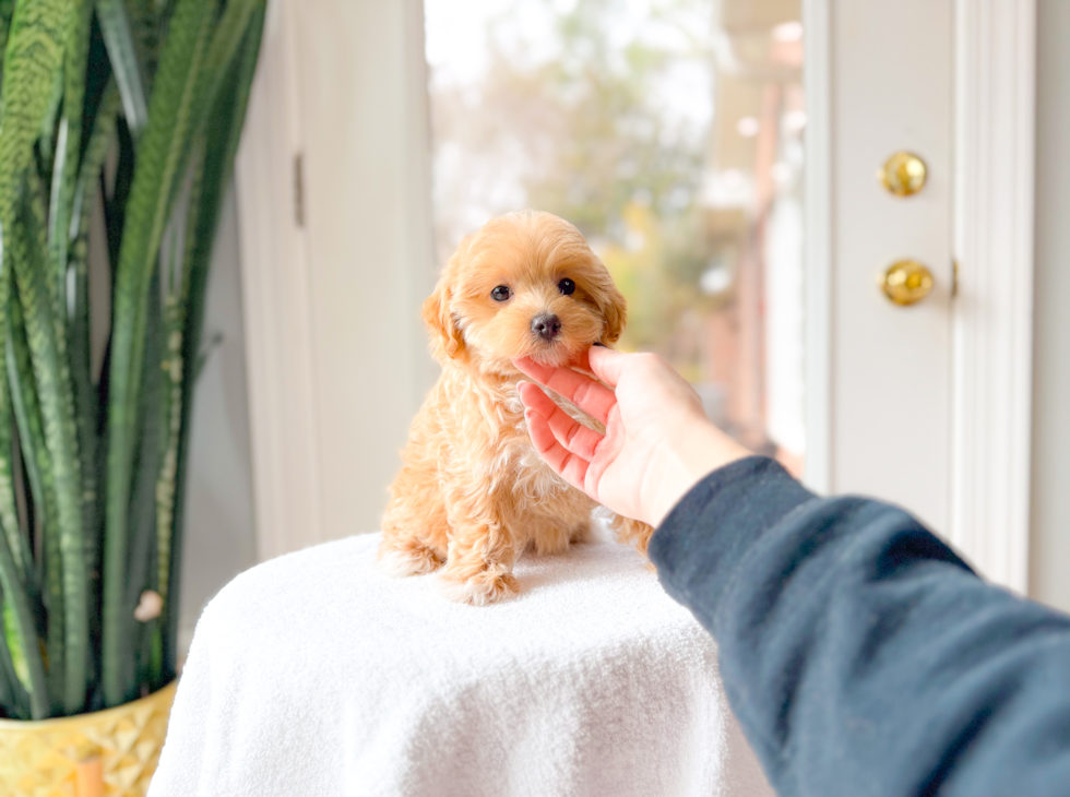 Maltipoo Pup Being Cute
