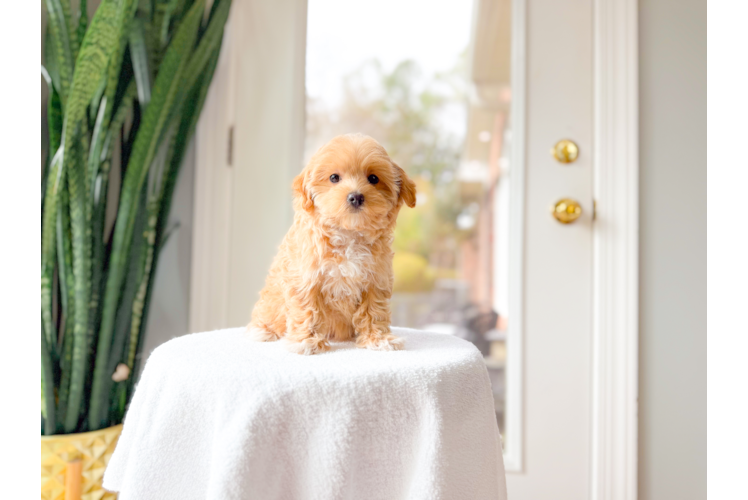 Cute Maltipoo Poodle Mix Pup