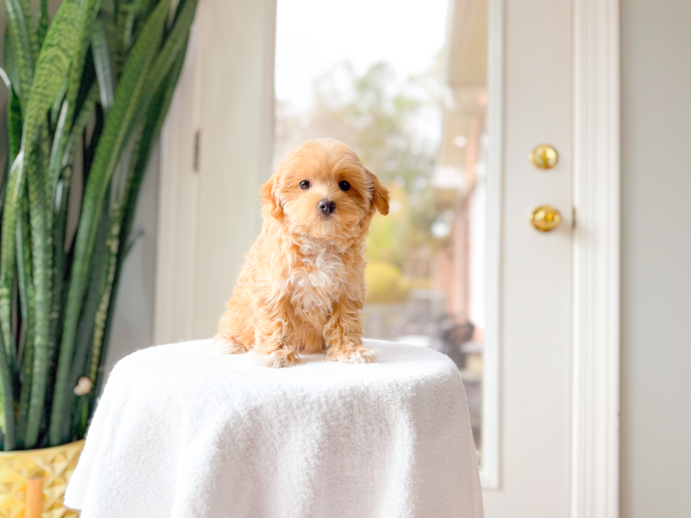 Cute Maltipoo Poodle Mix Pup
