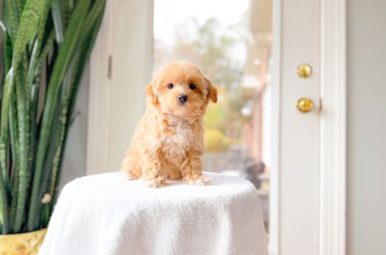 Cute Maltipoo Poodle Mix Pup