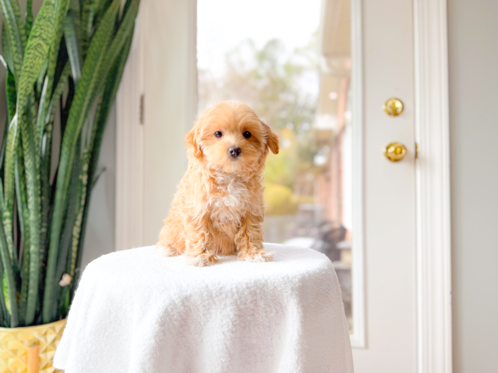 Maltipoo Puppy for Adoption