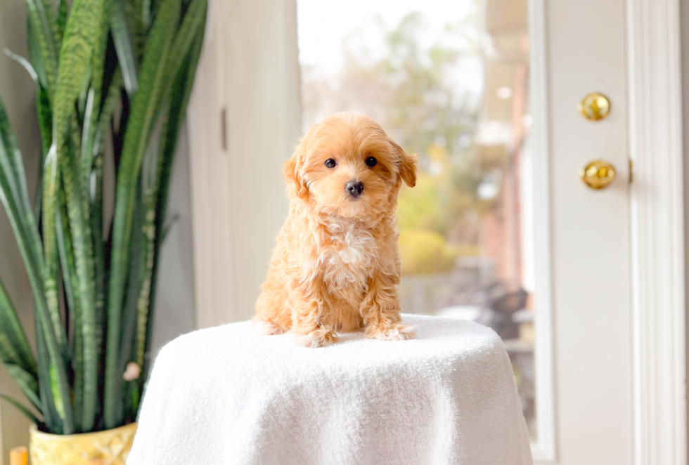 Cute Maltipoo Poodle Mix Pup