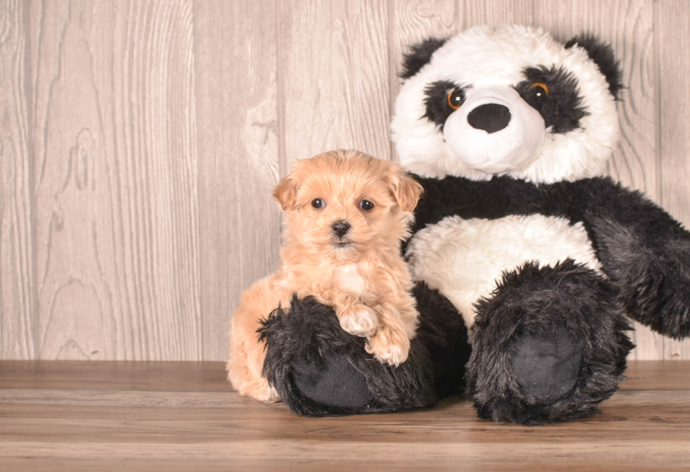 Cute Maltipoo Poodle Mix Pup