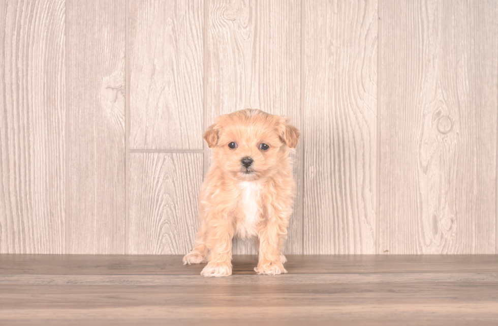 Cute Maltipoo Poodle Mix Pup
