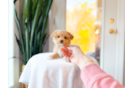Cute Maltipoo Baby