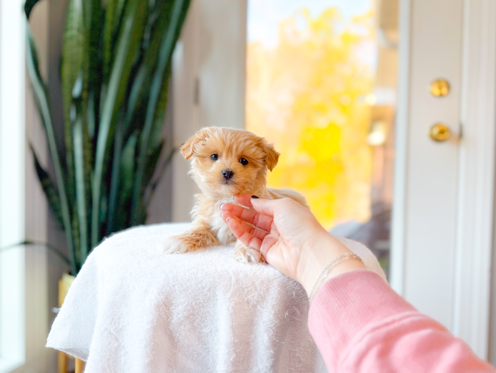 Cute Maltipoo Baby