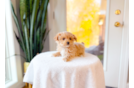 Cute Malt a Poo Poodle Mix Puppy