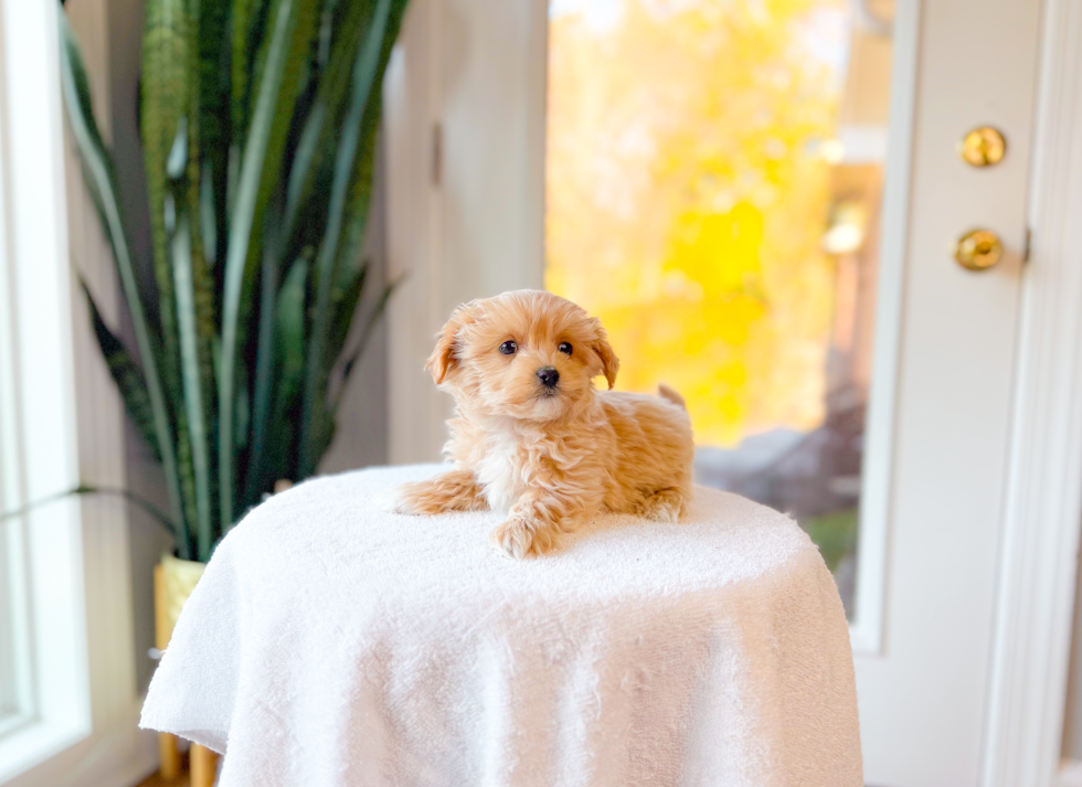 Best Maltipoo Baby