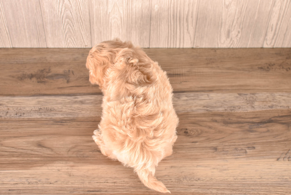 Cute Malt a Poo Poodle Mix Puppy