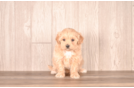 Cute Maltipoo Poodle Mix Pup