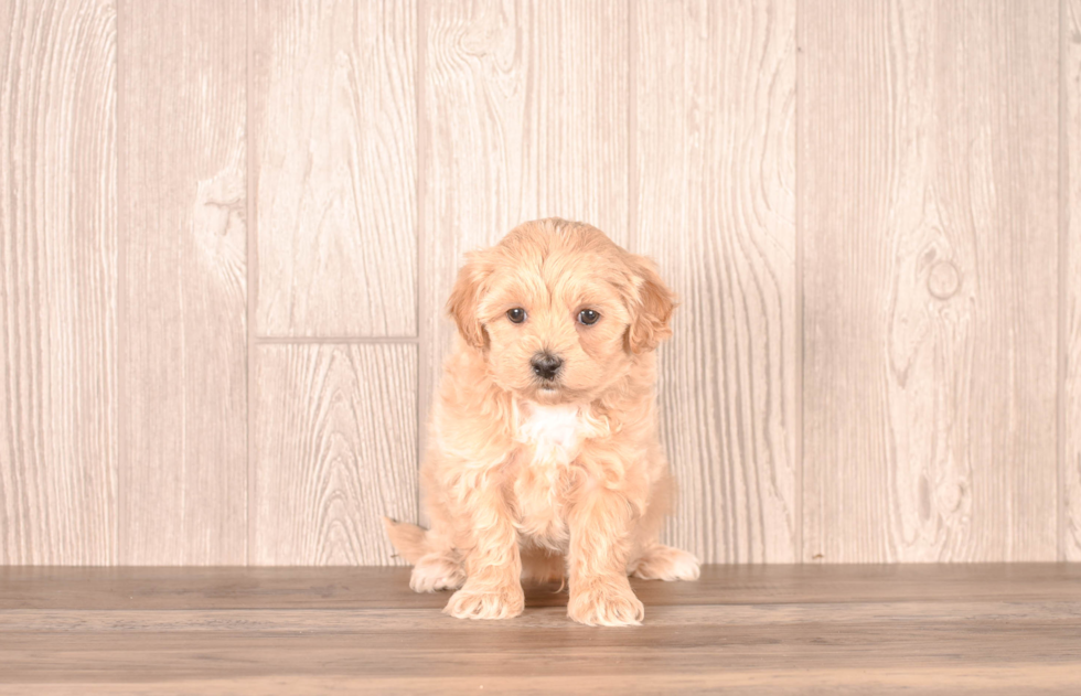 Cute Maltipoo Poodle Mix Pup