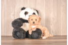Maltipoo Puppy for Adoption