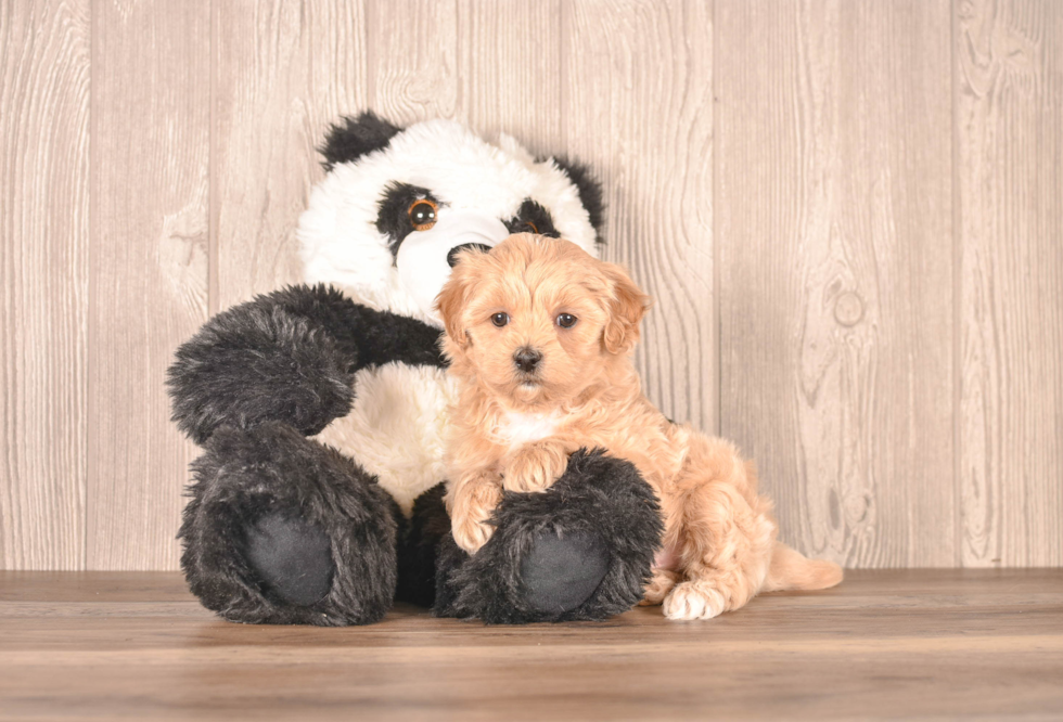 Maltipoo Puppy for Adoption