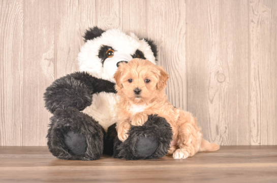 Maltipoo Puppy for Adoption