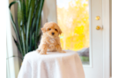 Cute Maltipoo Poodle Mix Pup