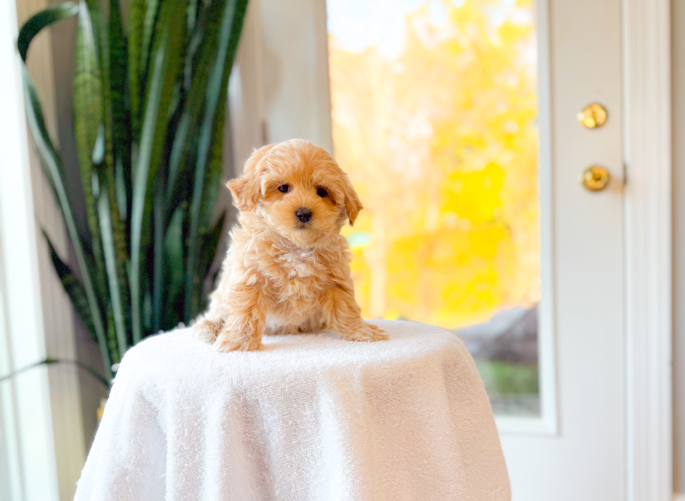 Cute Maltipoo Poodle Mix Pup