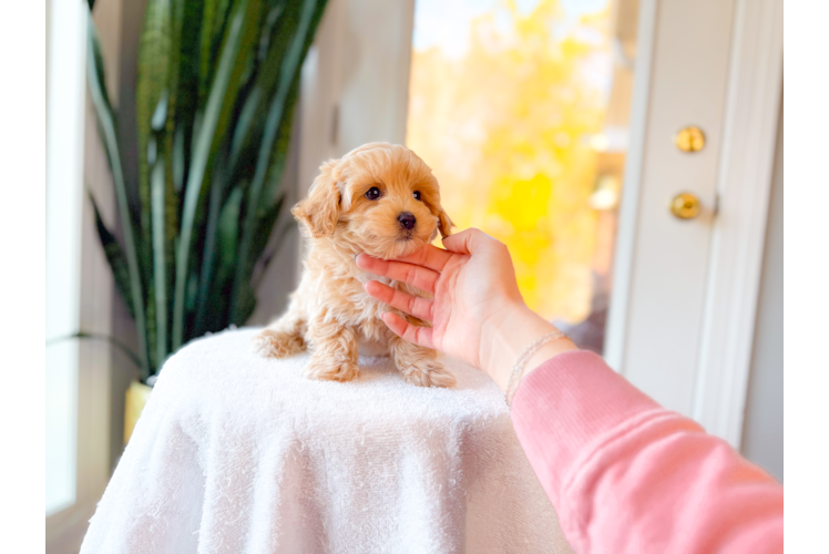 Maltipoo Puppy for Adoption