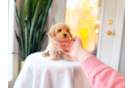 Maltipoo Puppy for Adoption