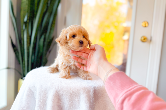 Maltipoo Puppy for Adoption