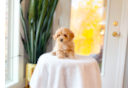 Cute Maltipoo Baby