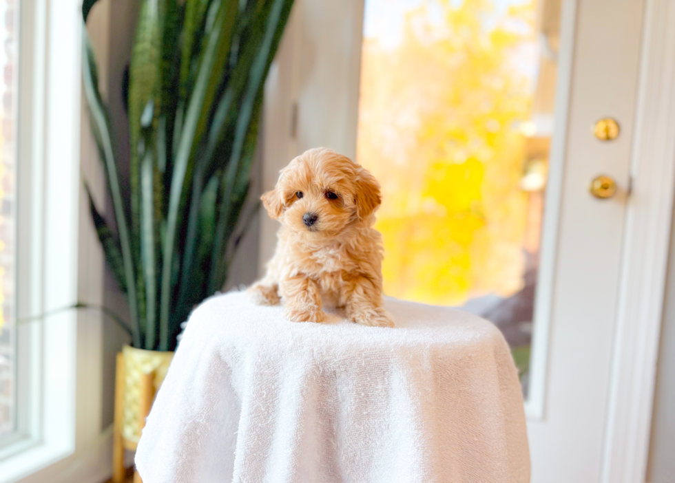 Cute Maltipoo Baby