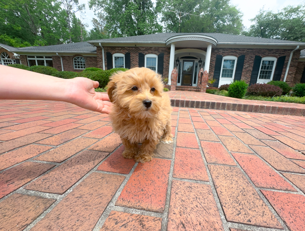Best Maltipoo Baby