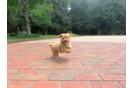 Cute Maltipoo Baby